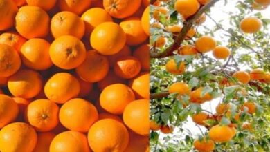 Photo of हरियाणा के इस जिले में स्थापित होगा किन्नू जूस संयंत्र