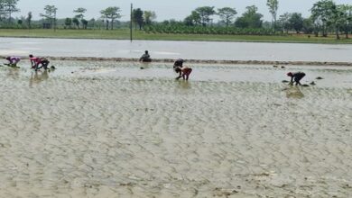 Photo of  पांच लाख एकड़ रकबे को धान की सीधी बुवाई के तहत लाएगी मान  सरकार, 40 करोड़ रुपये का प्रावधान